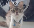 Βρήκε άρρωστη γάτα με μπλε περιλαίμιο σε κακή κατάσταση στο Περιστέρι Αττικής