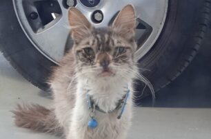 Βρήκε άρρωστη γάτα με μπλε περιλαίμιο σε κακή κατάσταση στο Περιστέρι Αττικής