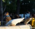 Ορνιθολογική: Βοηθήστε τα πουλιά να αντέξουν τη ζέστη προσφέροντας τους νερό