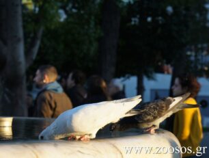 Ορνιθολογική: Βοηθήστε τα πουλιά να αντέξουν τη ζέστη προσφέροντας τους νερό