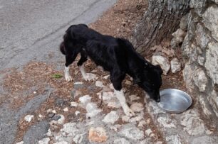 Έκκληση για άρρωστο σκύλο που ζει στο χωριό Περπατάρης Αρκαδίας