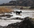 Ρόδος: Γαϊδούρι στην Κάλαθο δεμένο ολόκληρο μέσα στο νερό και τη λάσπη Φλεβάρη μήνα
