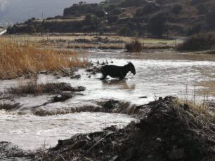 Ρόδος: Γαϊδούρι στην Κάλαθο δεμένο ολόκληρο μέσα στο νερό και τη λάσπη Φλεβάρη μήνα