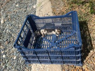 Σαμοθράκη: Πέταξε νεογέννητα γατάκια στην παραλία μέσα σε καφάσι και τα σκότωσε