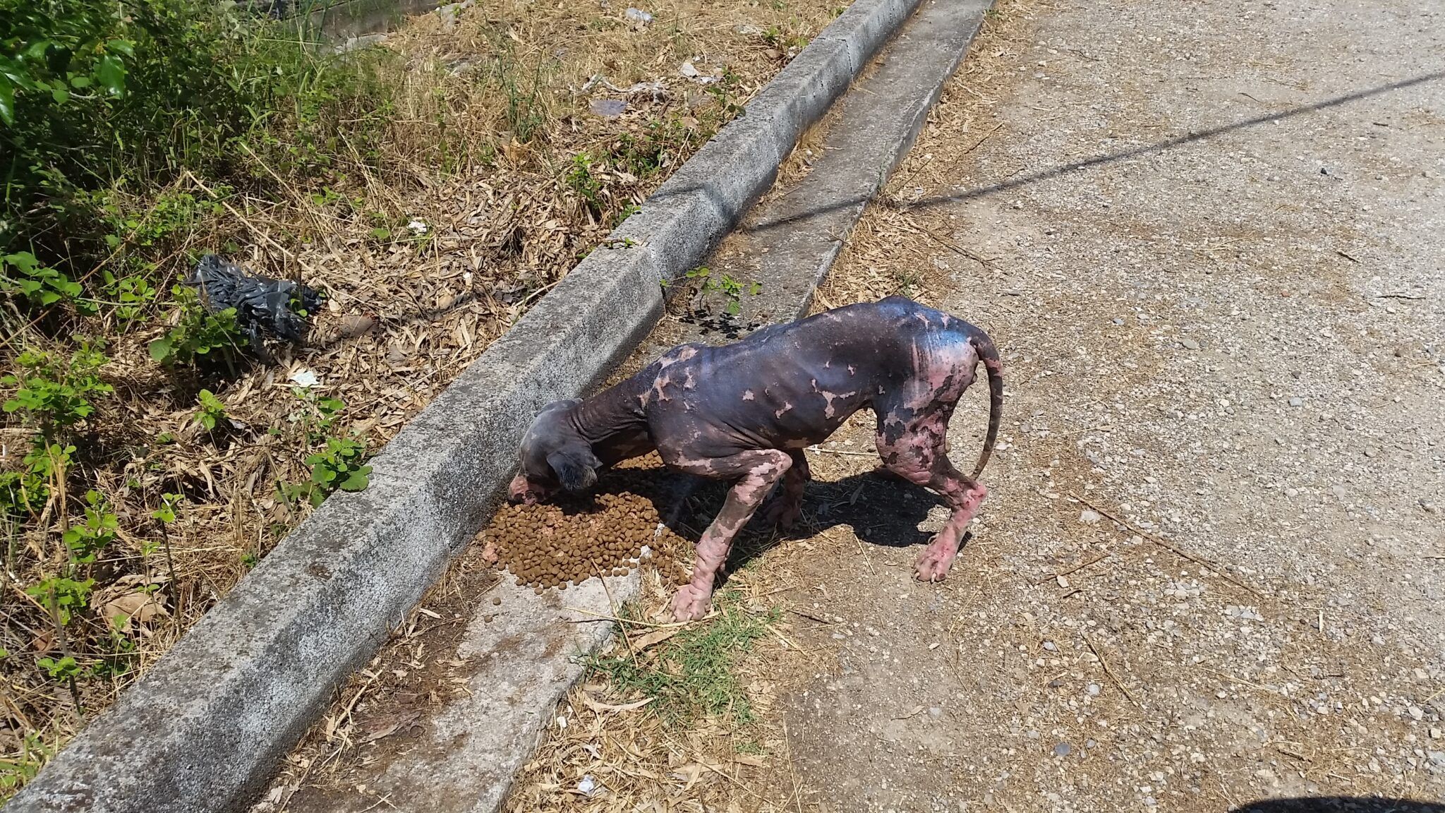 Σκάλα Αταλάντης Φθιώτιδας: Έκκληση για τον άρρωστο σκύλο 1 SkalaAtalantisSkylos9 6 2022 1