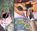 Σύρος: Έσωσαν γατάκι που παγιδεύτηκε μέσα σε κολώνα ηλεκτροφωτισμού