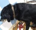 Χανιά: Έδεσε τον σκύλο στο αυτοκίνητο και τον έσερνε στην άσφαλτο