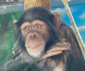 Συγκέντρωση διαμαρτυρίας στο Αττικό Ζωολογικό Πάρκο 2/7 για το μαρτύριο των χιμπαντζήδων και άλλων άγριων ζώων (βίντεο)