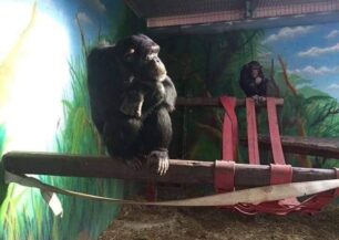 Ζητούν από την Κεραμέως να απαγορευτεί στα σχολεία η επίσκεψη μαθητών στο Αττικό Ζωολογικό Πάρκο και όχι μόνο