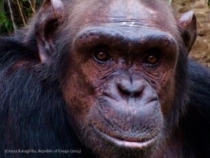 Α. Κατωγυρίτη (συνεργάτης Jane Goodall): Οργή μας προκαλεί η θανάτωση του Χιμπαντζή