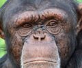 Ακόμα ένας φόνος άγριου ζώου, ενός Χιμπαντζή στη φυλακή - Αττικό Ζωολογικό Πάρκο στα Σπάτα Αττικής (βίντεο)