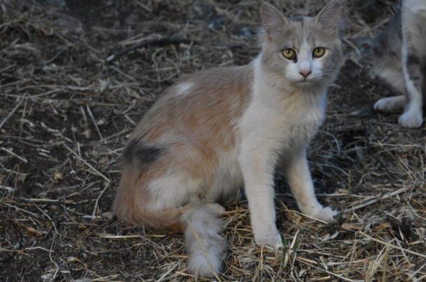 Χάθηκε γάτα στον Άγιο Δημήτριο Αττικής – Είχε δοθεί για υιοθεσία από την περιοχή της Πεντέλης