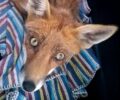 Μεσσηνία: Βρήκαν αλεπού σκελετωμένη που άνθρωποι της είχαν στερήσει τη δυνατότητα να κυνηγάει για να τραφεί