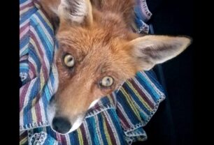 Μεσσηνία: Βρήκαν αλεπού σκελετωμένη που άνθρωποι της είχαν στερήσει τη δυνατότητα να κυνηγάει για να τραφεί