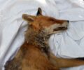 Ακόμα μια αλεπού νεκρή, πυροβολημένη στον Υμηττό