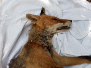 Ακόμα μια αλεπού νεκρή, πυροβολημένη στον Υμηττό