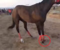 Λέσβος: Άλογο τραυματίστηκε (και το θανάτωσαν) σε παράνομους ιππικούς αγώνες σε περιοχή NATURA που ισοπεδώνουν με φορτηγά (βίντεο)