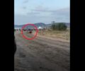 Κιβωτός Μυτιλήνης: Και δεύτερο άλογο τραυματίστηκε και το θανάτωσαν στις παράνομες ιπποδρομίες εντός ισοπεδωμένης NATURA στις Αλυκές Λέσβου (βίντεο)
