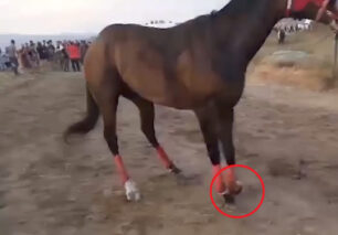 Λέσβος: Άλογο τραυματίστηκε (και το θανάτωσαν) σε παράνομους ιππικούς αγώνες σε περιοχή NATURA που ισοπεδώνουν με φορτηγά