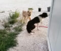 Αμούρι Λάρισας: Έκκληση για σκύλο που παραλύει στα πίσω πόδια (βίντεο)