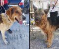 Εθελοντές έσωσαν τα σκυλιά που βρέθηκαν σε τραγική κατάσταση με εγκαύματα στην Ανθούσα Αττικής (βίντεο)