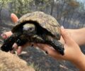 Εθελοντές της ΑΝΙΜΑ φροντίζουν άγρια ζώα με εγκαύματα από την πυρκαγιά που καταστρέφει το Εθνικό Πάρκο Δαδιάς – Λευκίμης – Σουφλίου