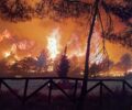Ορνιθολογική: Οι φλόγες στη Δαδιά καταπίνουν αναντικατάσταστα οικοσυστήματα για την άγρια ζωή