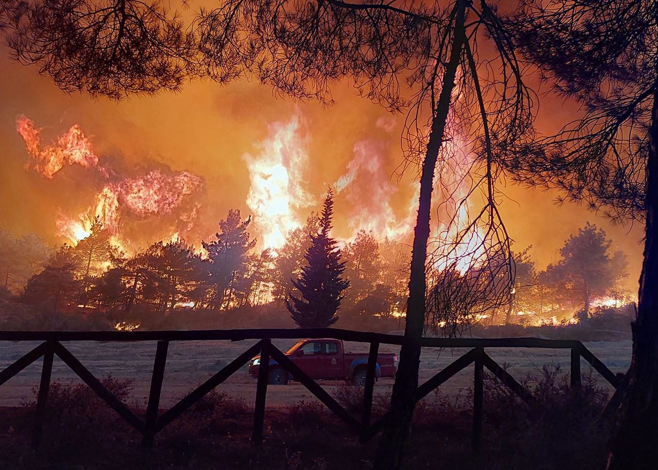 Ορνιθολογική: Οι φλόγες στη Δαδιά καταπίνουν αναντικατάσταστα οικοσυστήματα για την άγρια ζωή