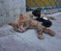 Δάφνη Αττικής: Σε τραγική κατάσταση στον δρόμο εξαθλιωμένες γάτες που ζούσαν σε διαμέρισμα συλλέκτη (βίντεο)