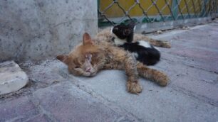 Δάφνη Αττικής: Σε τραγική κατάσταση στον δρόμο εξαθλιωμένες γάτες που ζούσαν σε διαμέρισμα συλλέκτη (βίντεο)