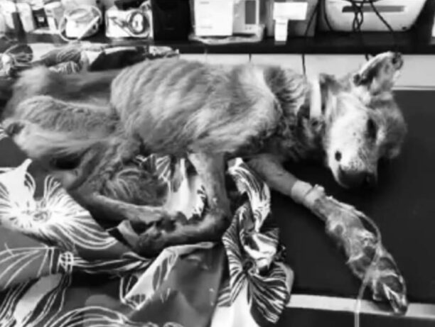 Πέθανε σκύλος που βρέθηκε σκελετωμένος, εξαθλιωμένος κοντά στο Ελαιοχώρι Μεσσηνίας (βίντεο)