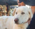 Πετούν πέτρες στους εθελοντές που προστατεύουν στο λατομείο στο Γαλάτσι σκυλιά από πυρόπληκτες περιοχές