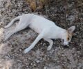 Γαργαλιάνοι Μεσσηνίας: Σκύλος νεκρός δεμένος στα πόδια και στον λαιμό (βίντεο)