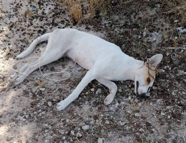 Γαργαλιάνοι Μεσσηνίας: Σκύλος νεκρός δεμένος στα πόδια και στον λαιμό (βίντεο)