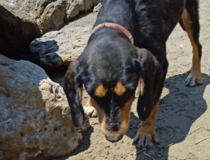 Γύθειο Λακωνίας: Έκκληση για εξαθλιωμένο σκύλο που έπινε θαλασσινό νερό για να ξεδιψάσει (βίντεο)