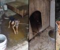 Ηράκλειο Κρήτης: Έκκληση για τα έξοδα φιλοξενίας των κακοποιημένων σκυλιών που κατασχέθηκαν (βίντεο)