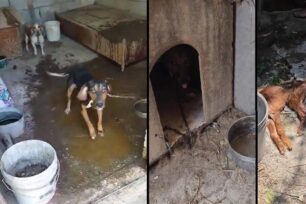 Ηράκλειο Κρήτης: Έκκληση για τα έξοδα φιλοξενίας των κακοποιημένων σκυλιών που κατασχέθηκαν (βίντεο)