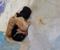 Καλαμάτα Μεσσηνίας: Έκλεισε σε τσουβάλι και πέταξε νεογέννητα κουτάβια