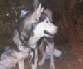 Καναλάκι Πρέβεζας: Εγκατέλειψε σκύλο δένοντας τον σε κολώνα