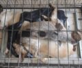Κιρκιζάτες Άρτας: Με φόλες δολοφόνησε σκυλιά