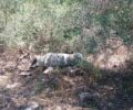 Κριθαριά Μαγνησίας: Σκότωσε σκυλίτσα με φόλα – Χρειάζονται φροντίδα τα 8 κουτάβια της