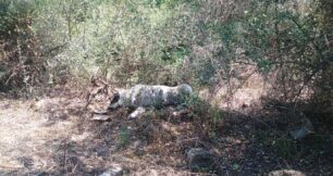 Κριθαριά Μαγνησίας: Σκότωσε σκυλίτσα με φόλα – Χρειάζονται φροντίδα τα 8 κουτάβια της