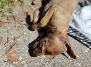 Λαχανάς Θεσσαλονίκης: 7 σκυλιά δολοφονημένα με φόλες