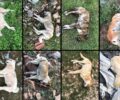 Λεκάνη Καβάλας: Μαζική δολοφονία σκυλιών με φόλες – 12 τα δηλητηριασμένα ζώα έως τώρα
