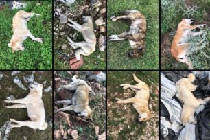 Λεκάνη Καβάλας: Μαζική δολοφονία σκυλιών με φόλες – 12 τα δηλητηριασμένα ζώα έως τώρα