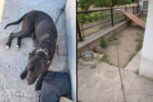 Λέσβος: Κατήγγειλαν τον άνδρα που κακοποιεί τον σκύλο του στα Αριανά Καλλονής