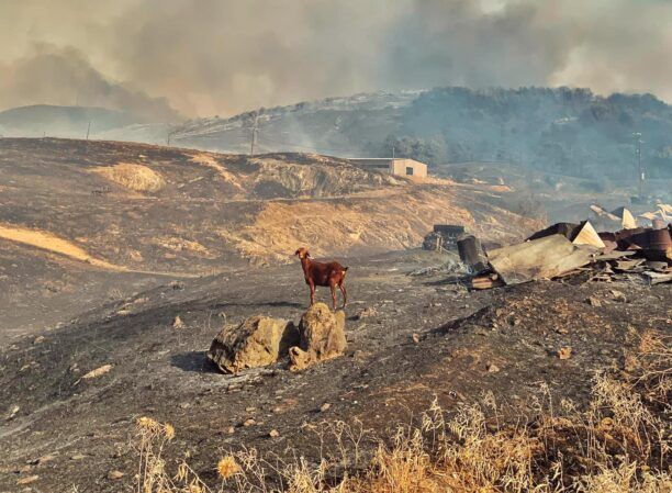 Χωρίς τέλος το μαρτύριο των ζώων στις φλόγες – Πολλά θύματα και στη Μαγνησία (βίντεο)