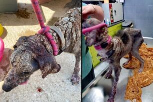 Μαραθώνας Αττικής: Εξαθλιωμένος σκύλος μπήκε σε αυλή σπιτιού ζητώντας βοήθεια (βίντεο)