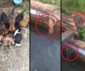 Νάουσα Ημαθίας: Βρήκε μόνο 6 απ' τα 12 κουτάβια που είχαν πέσει σε αρδευτικό κανάλι (βίντεο)