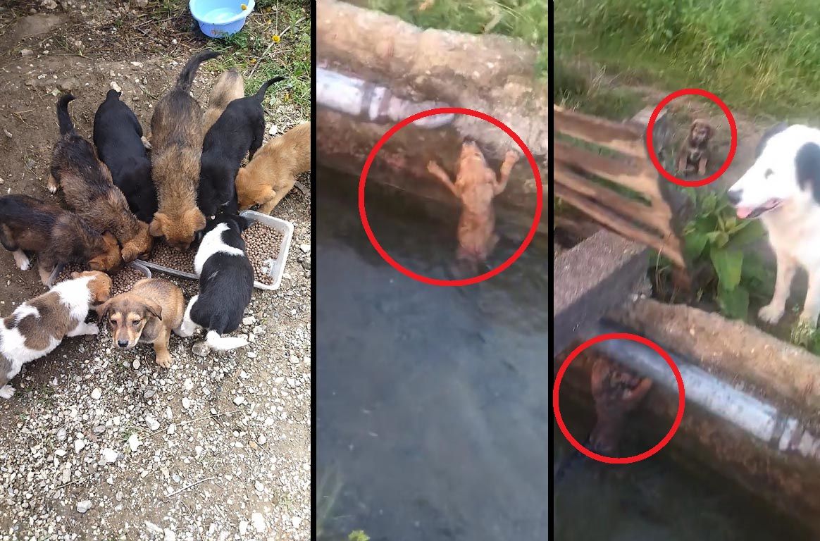 Νάουσα Ημαθίας: Βρήκε μόνο 6 απ' τα 12 κουτάβια που είχαν πέσει σε αρδευτικό κανάλι (βίντεο)